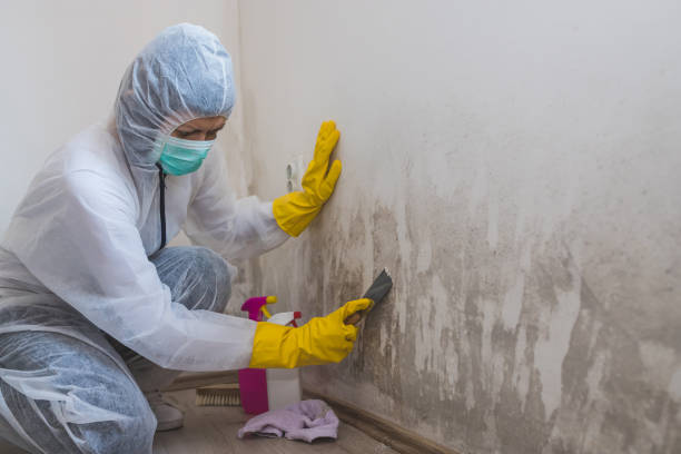 Best Black Mold Remediation in Shenandoah, IA