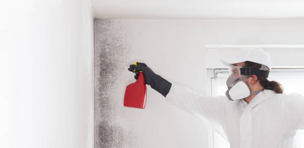 Trusted Shenandoah, IA Mold Remediation Experts